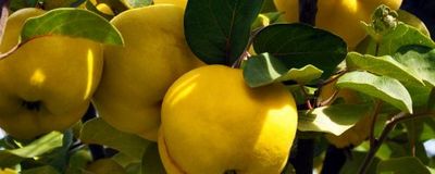 “The Quince”